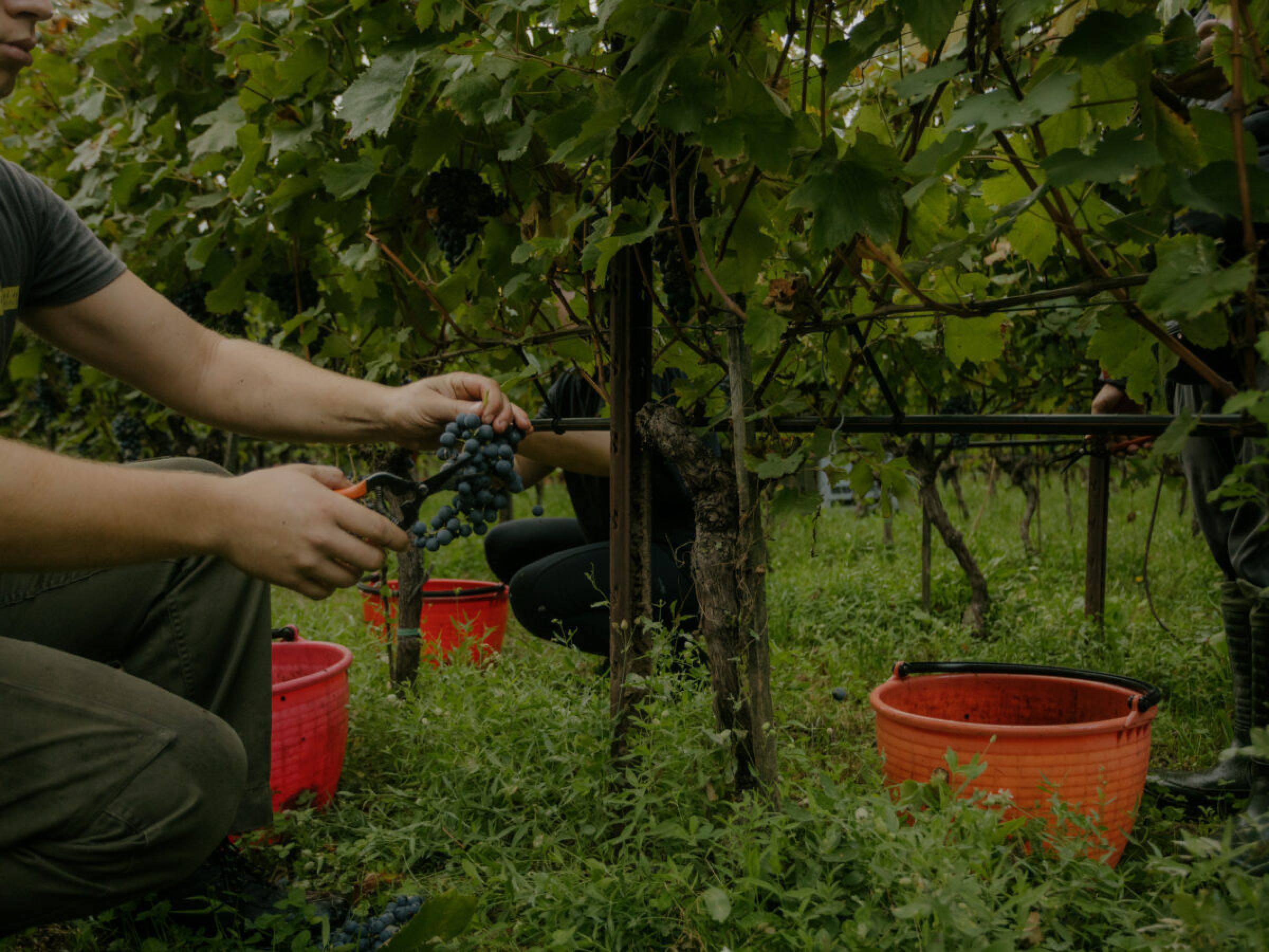 Foradori: beyond biodynamics, towards the Individuality of terroir