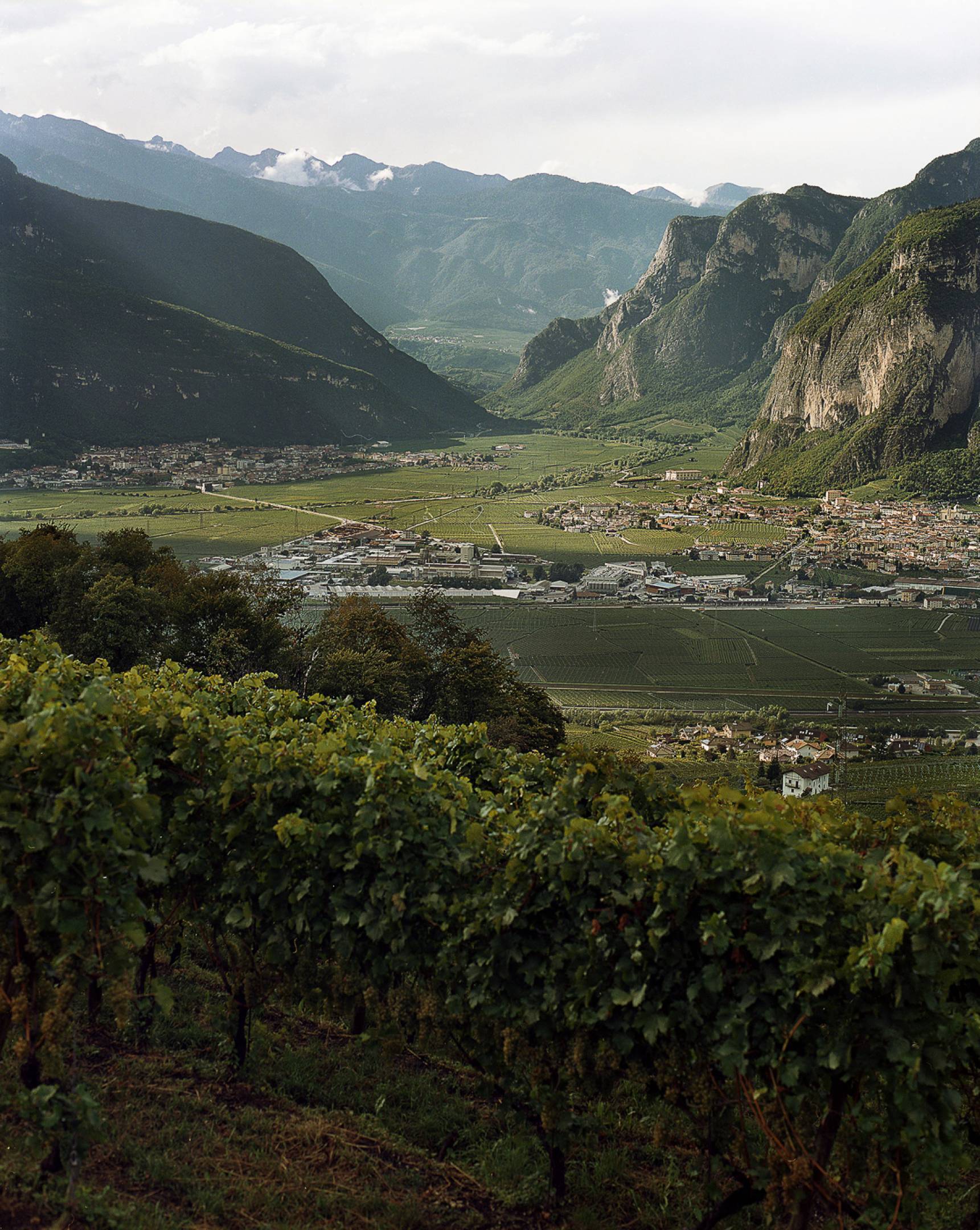 Etichette esclusive Foradori per Wild Vigneron by Ferdy Wild: la transizione generazionale e l'anima ancestrale del Campo Rotaliano.