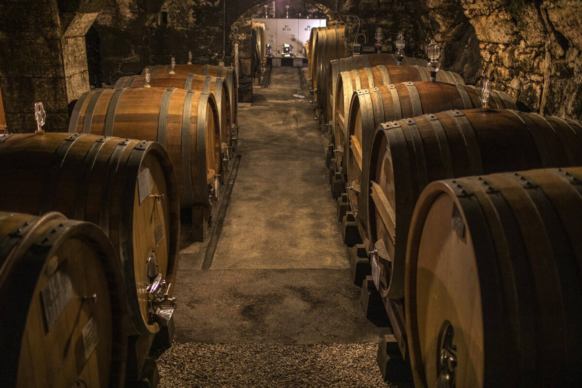 Etichette esclusive Foradori per Wild Vigneron by Ferdy Wild: la transizione generazionale e l'anima ancestrale del Campo Rotaliano.