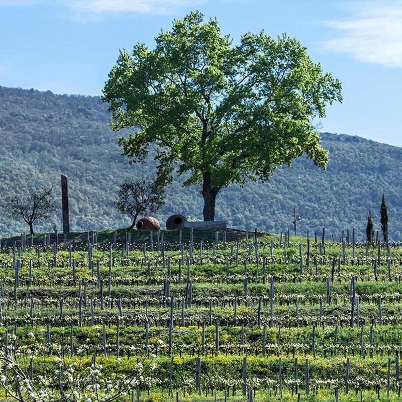 Ribolla Gialla 2009