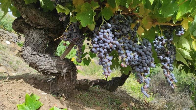Bodega Candelario