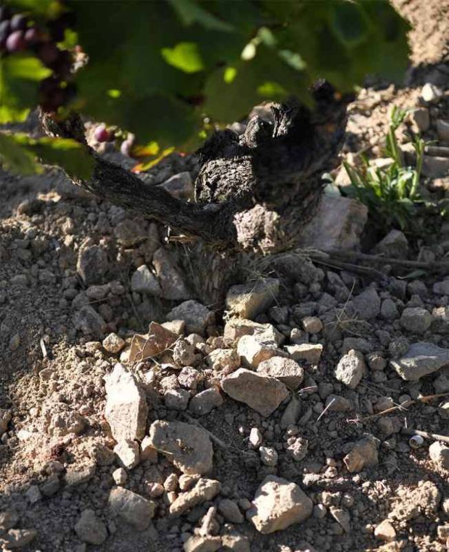 Domaine de Vernus