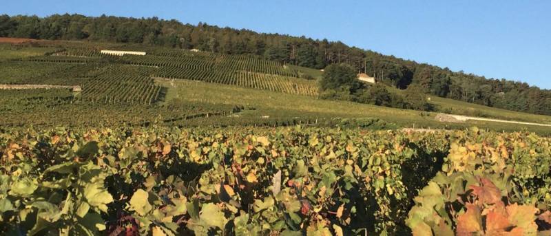 Domaine Georges Jayer (E. Rouget)