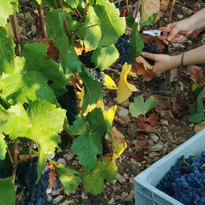 Domaine Henri Latour et Fils