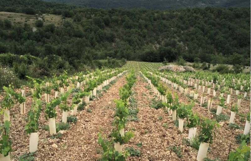 Domaine Laroque D'Antan