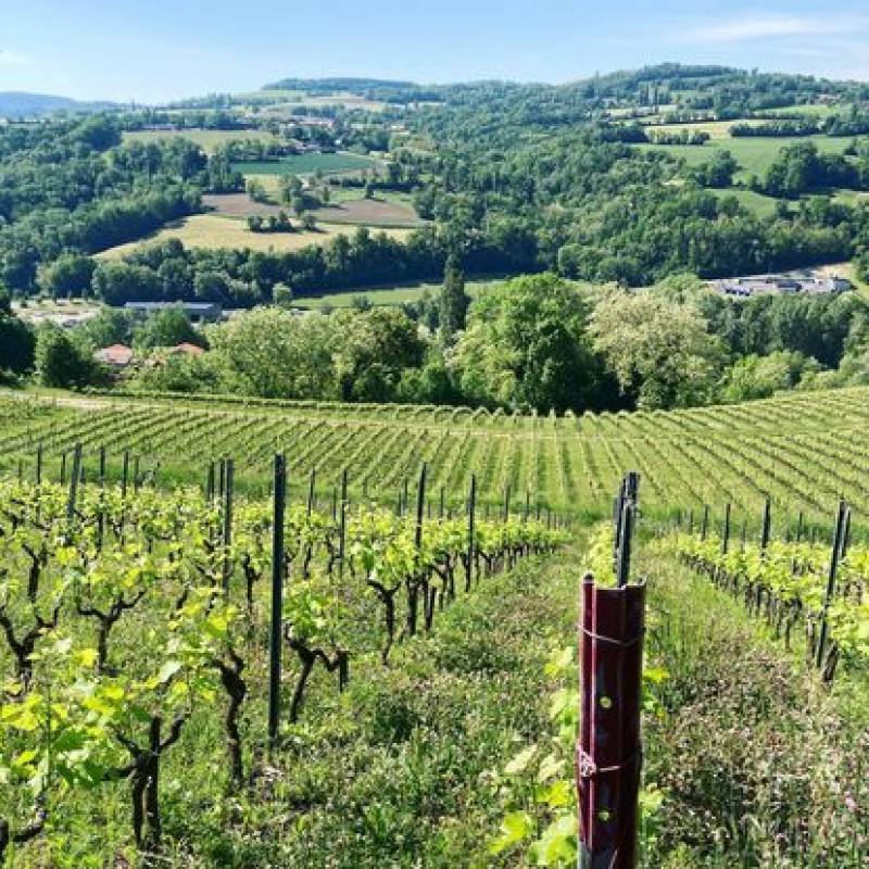 Domaine Les Aricoques