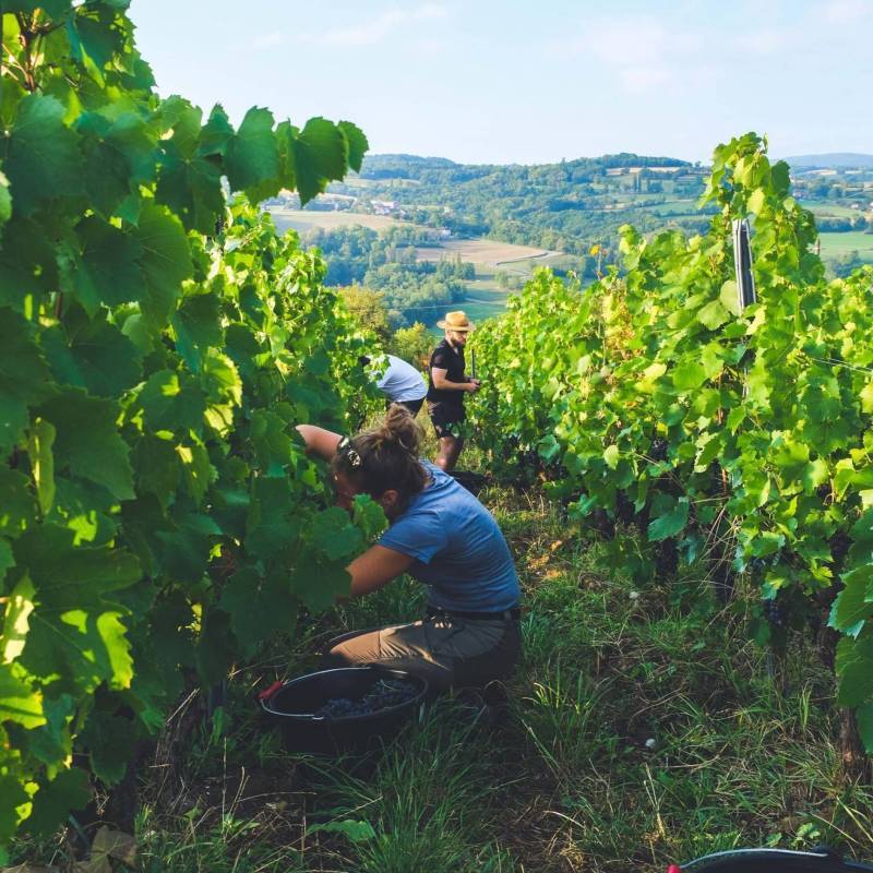 Domaine Les Aricoques