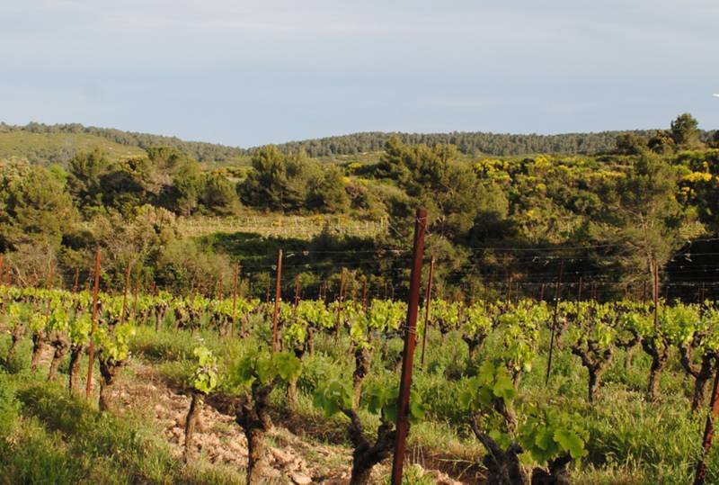 Domaine Pernot Belicard
