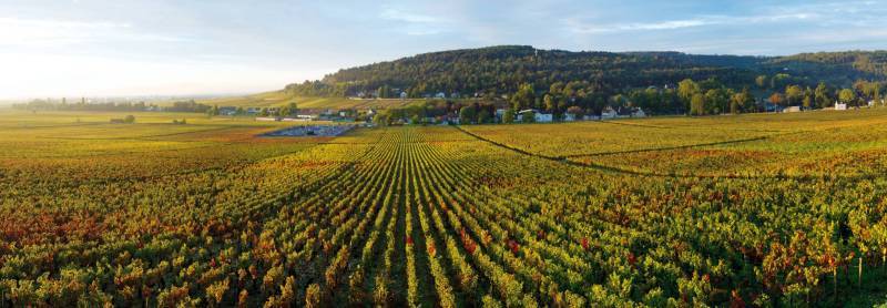 Domaine Sylvain Debord