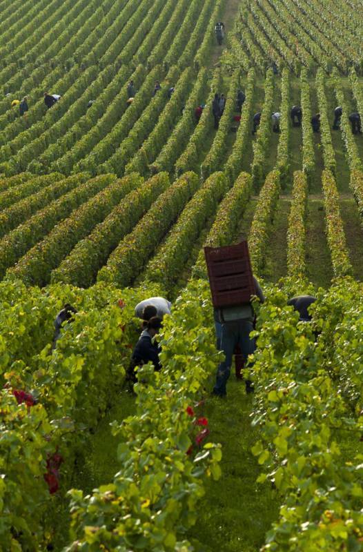 Domaine Sylvain Debord