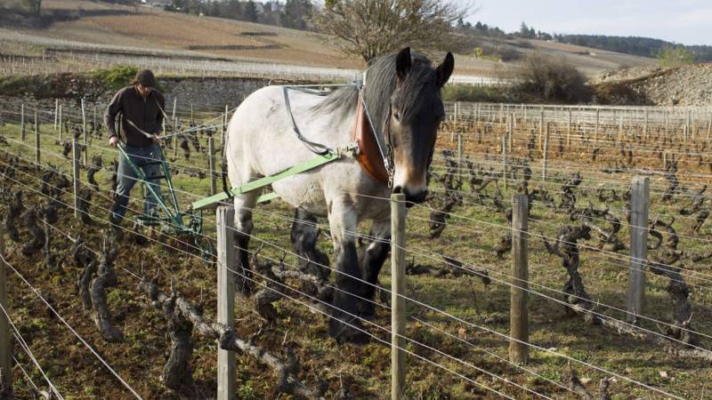 Domaine Sylvain Debord