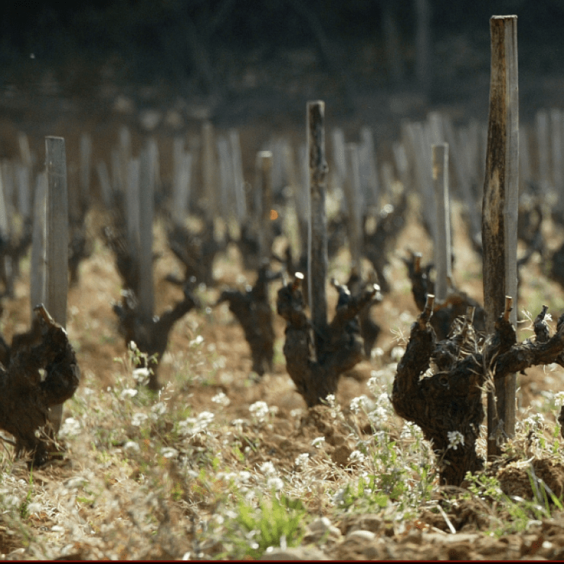 Domaine des Tours Vin de Pays Vaucluse Blanc 2019