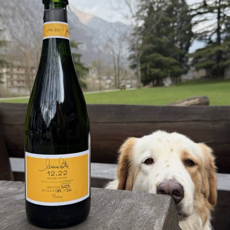 Nicola Gatta WILD VIGNERON DROP - NICOLA GATTA