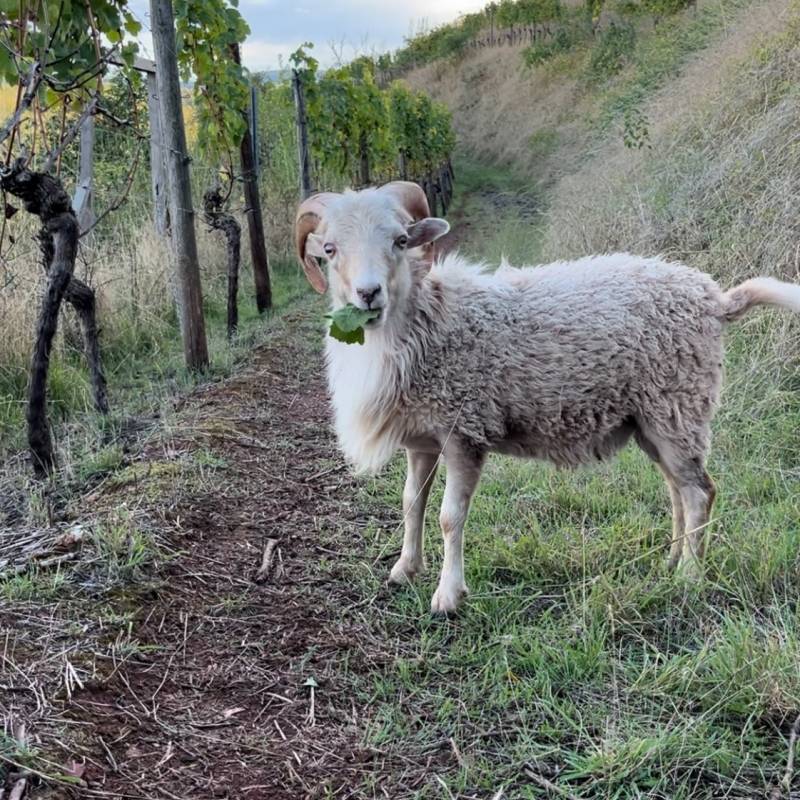 Schatzel Fuchs Riesling