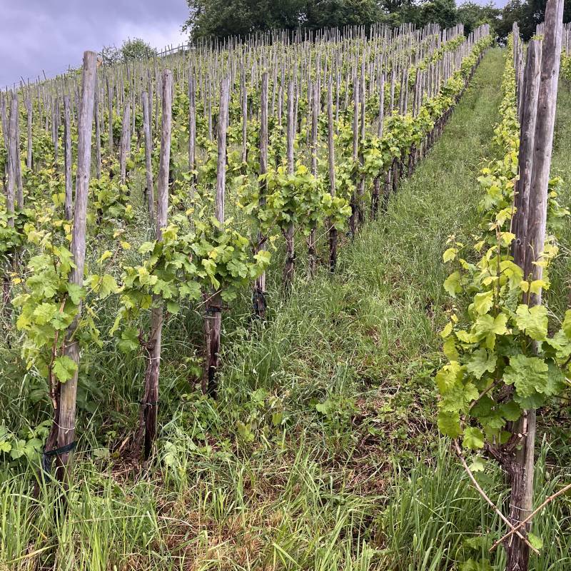 Schatzel Riesling 3000