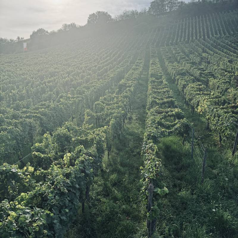 Schatzel Hipping Kabinett VDF Grosse Lage