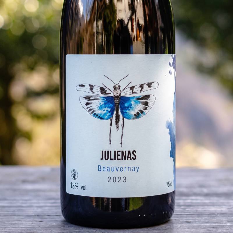 Oedipoda Julienas Beauvernay