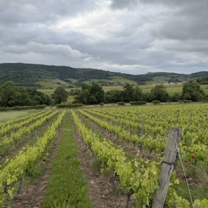 Oedipoda Beaujolais Villages Blanc