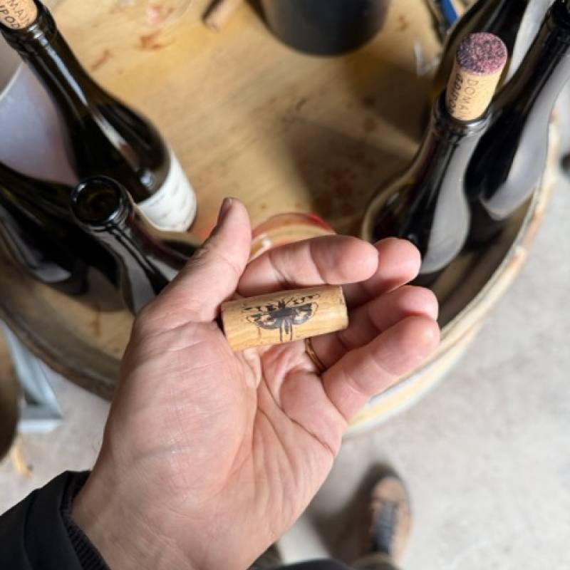 Oedipoda Beaujolais Villages Blanc