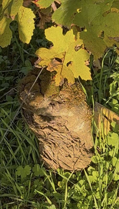 Domaine Leovila: Léocadie Benech e il calcare vivo di Corgoloin