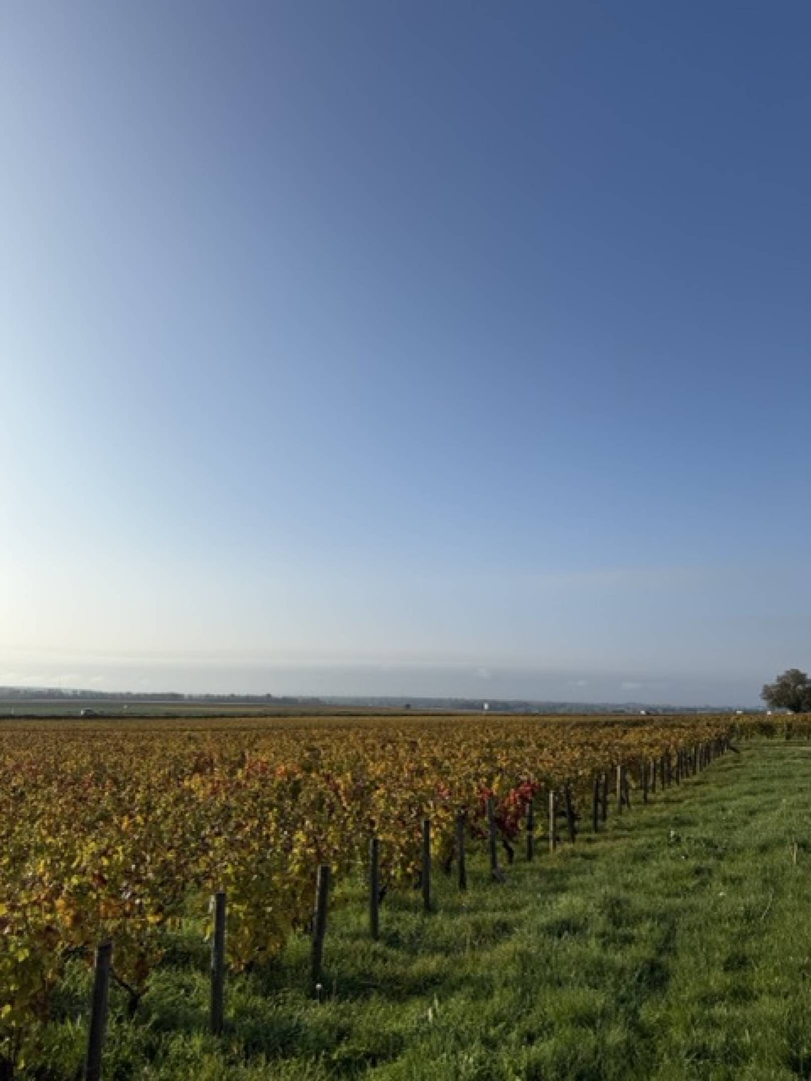 Domaine Leovila: Léocadie Benech e il calcare vivo di Corgoloin
