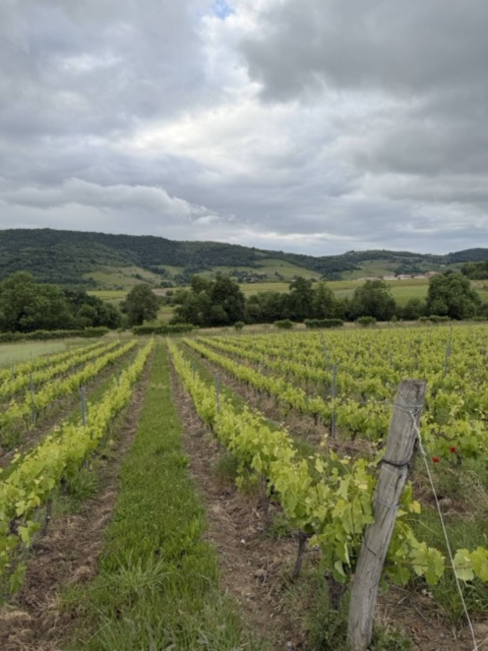 Oedipoda: la scommessa delle pietre blu, dove il Beaujolais finisce