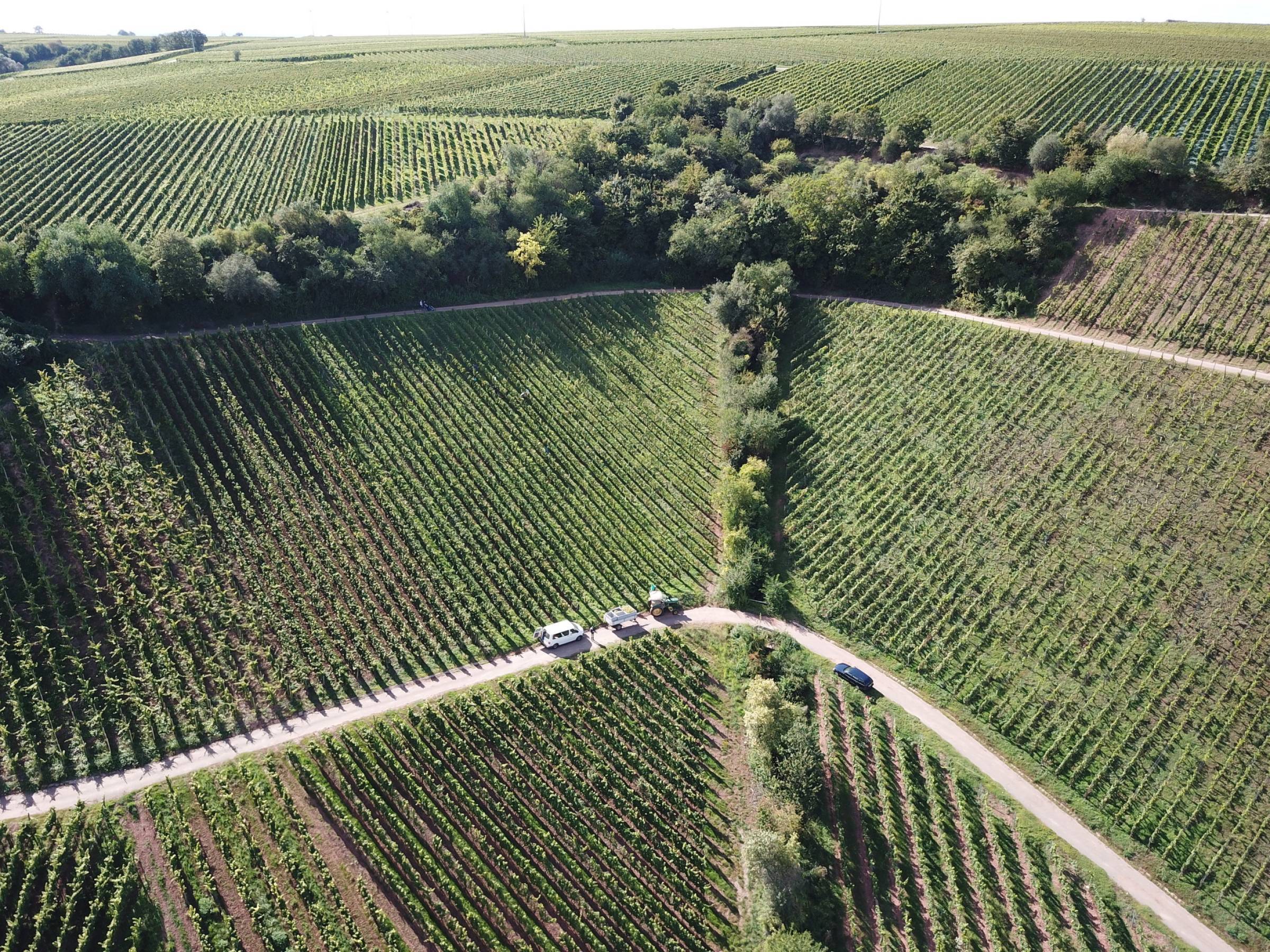 Schätzel: il velo di flor sulla pietra rossa di Nierstein