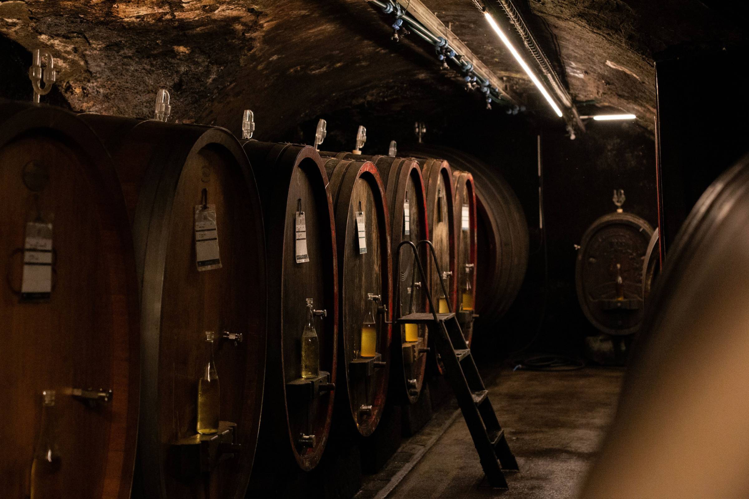 Schätzel: il velo di flor sulla pietra rossa di Nierstein