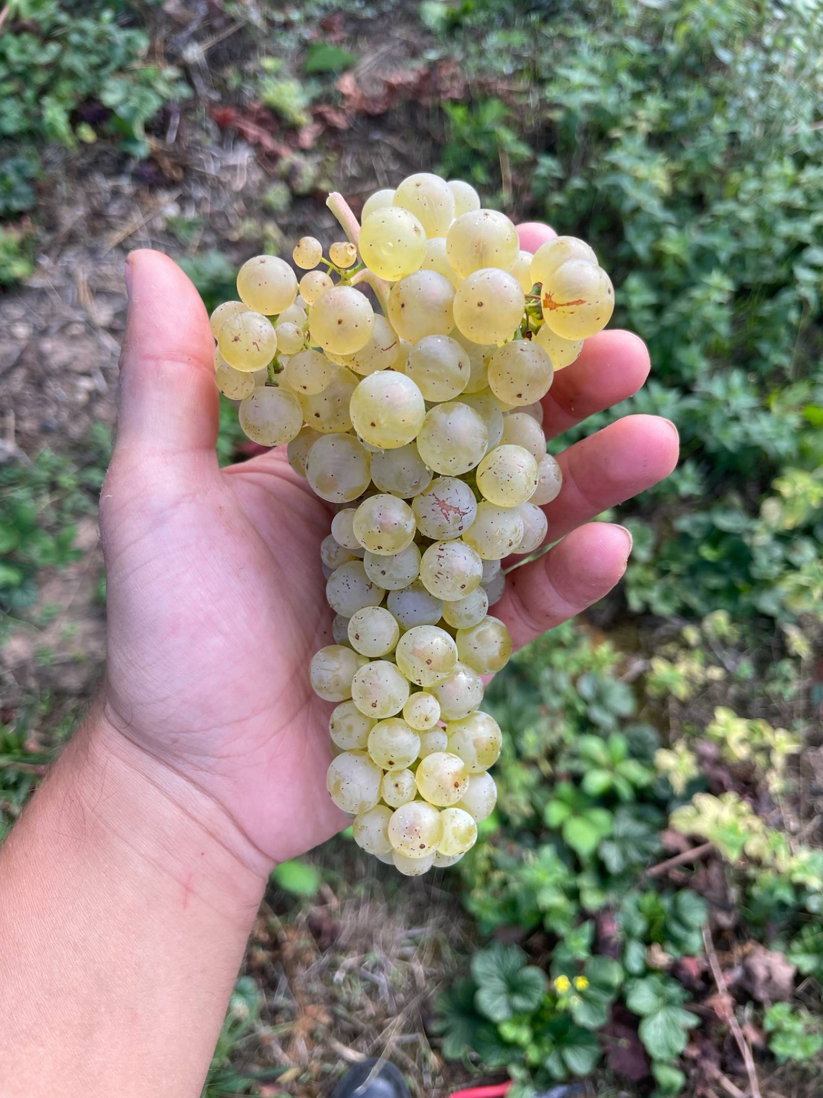 Schätzel: il velo di flor sulla pietra rossa di Nierstein