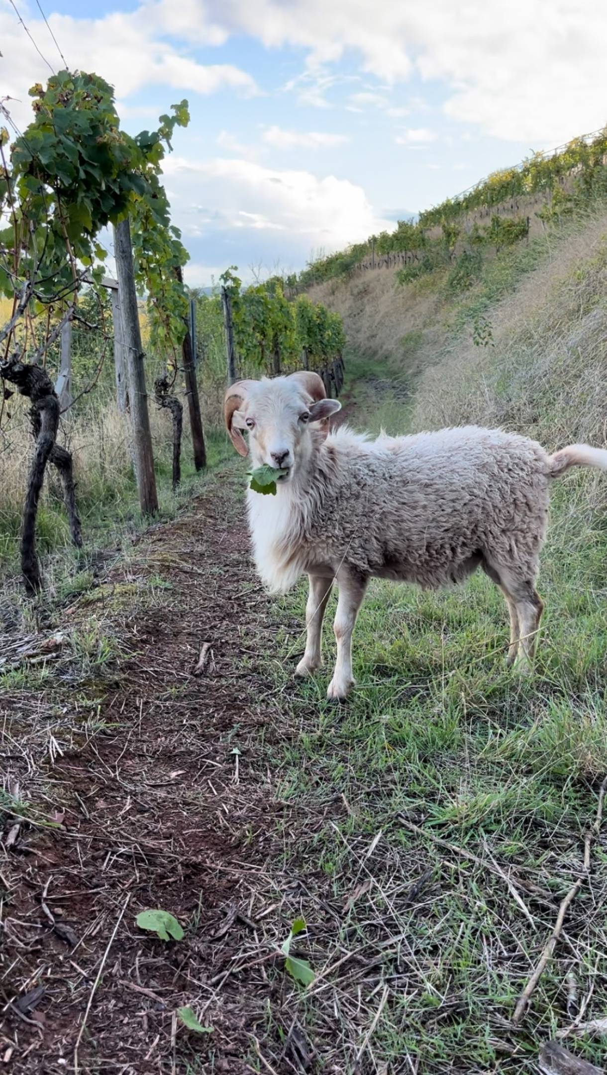 Schätzel: il velo di flor sulla pietra rossa di Nierstein