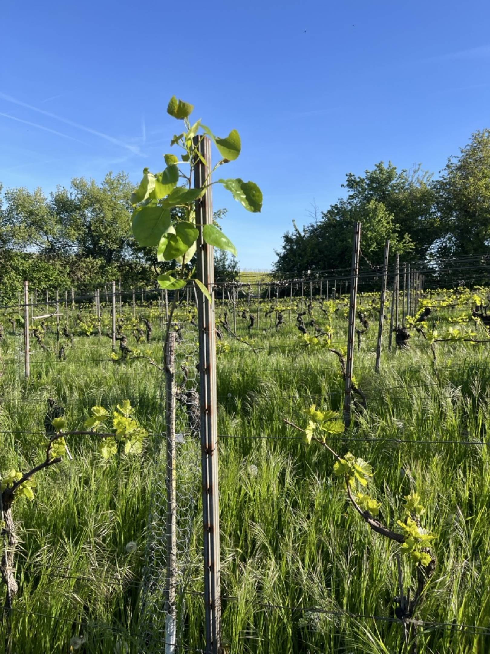 Schätzel: il velo di flor sulla pietra rossa di Nierstein