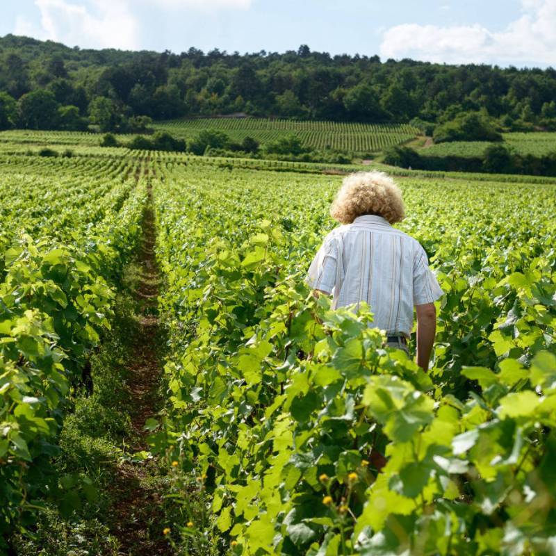 Pataille Sylvain Marsannay Clos du Roy 2024