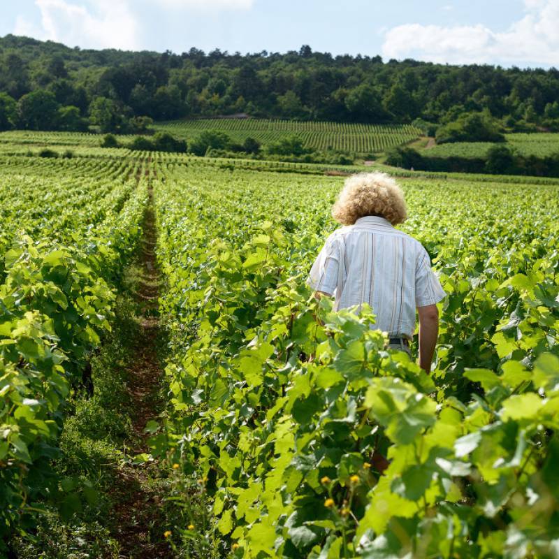 Pataille Sylvain Marsannay Rouge 2024