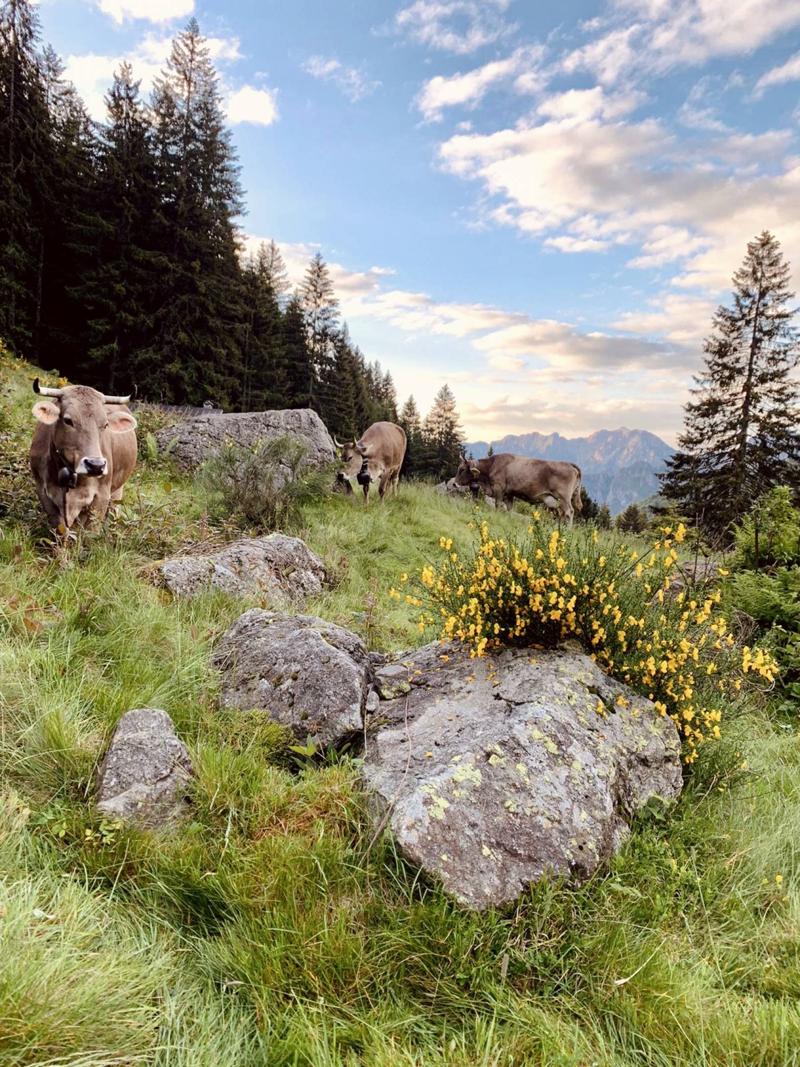 Wild Etik: Carni etiche di Bruna Alpina Originale