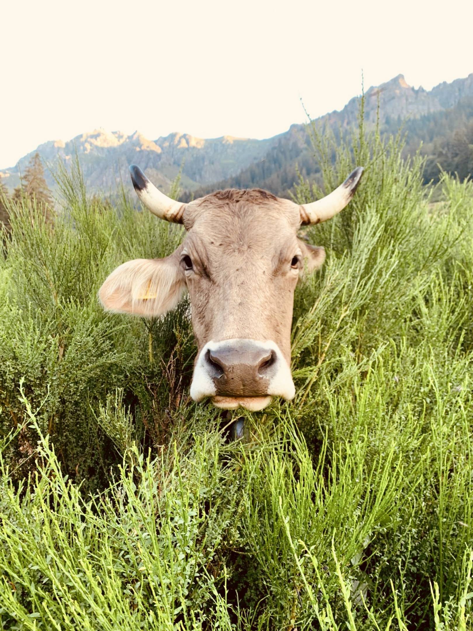 Wild Etik: Carni etiche di Bruna Alpina Originale