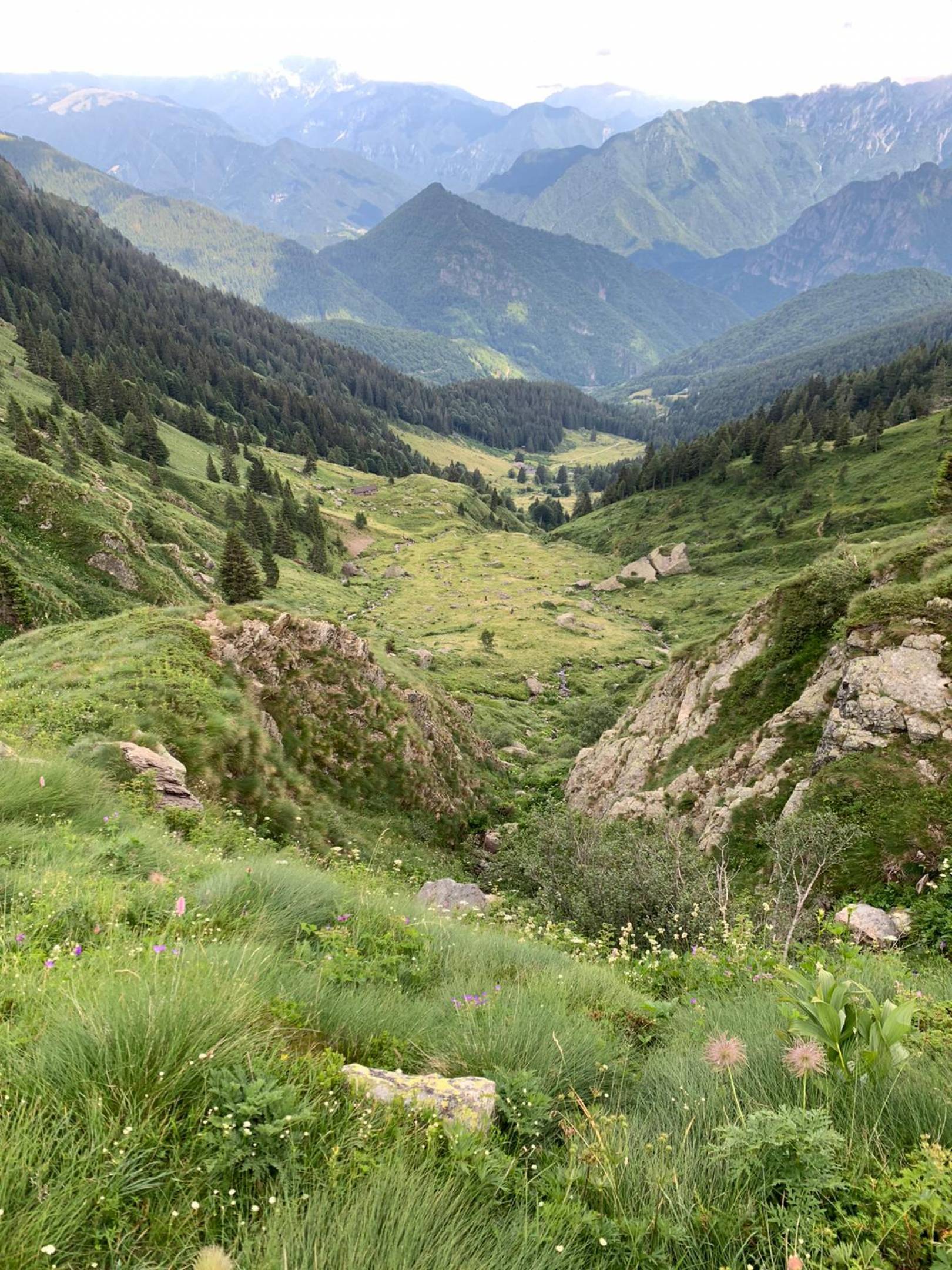 Wild Etik: Carni etiche di Bruna Alpina Originale