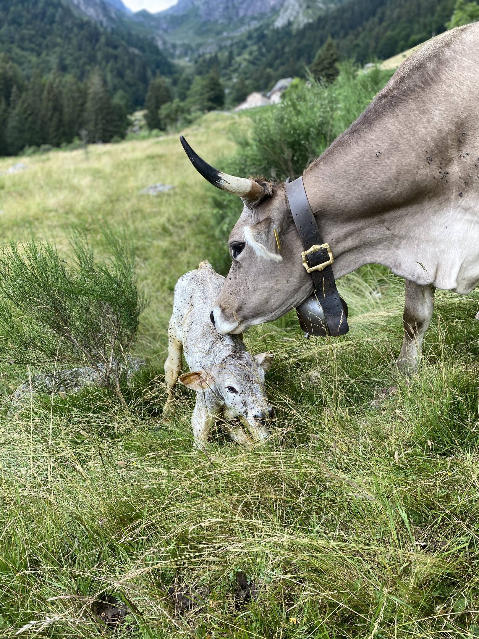 Wild Etik: Carni etiche di Bruna Alpina Originale