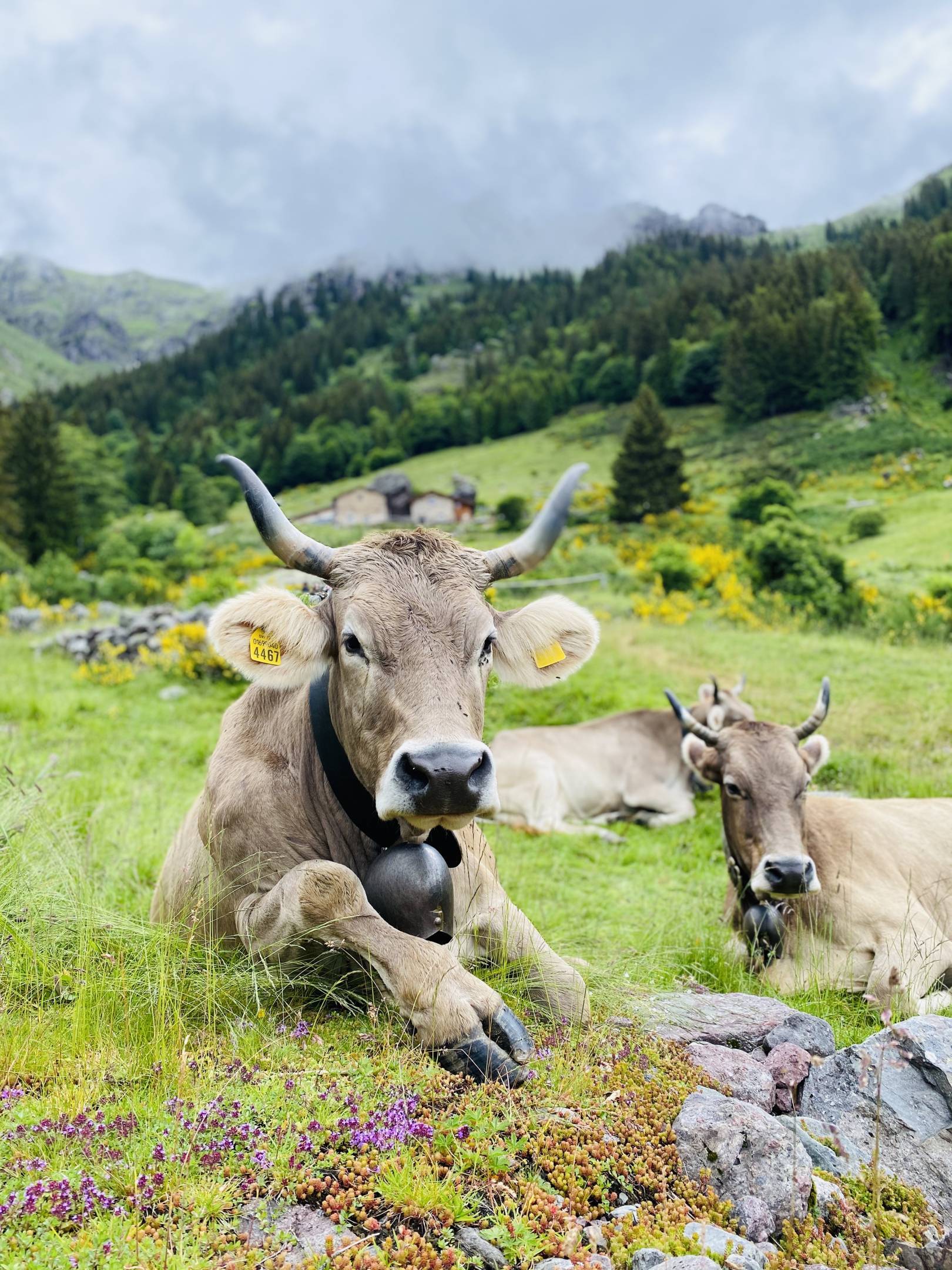 Wild Etik: Carni etiche di Bruna Alpina Originale