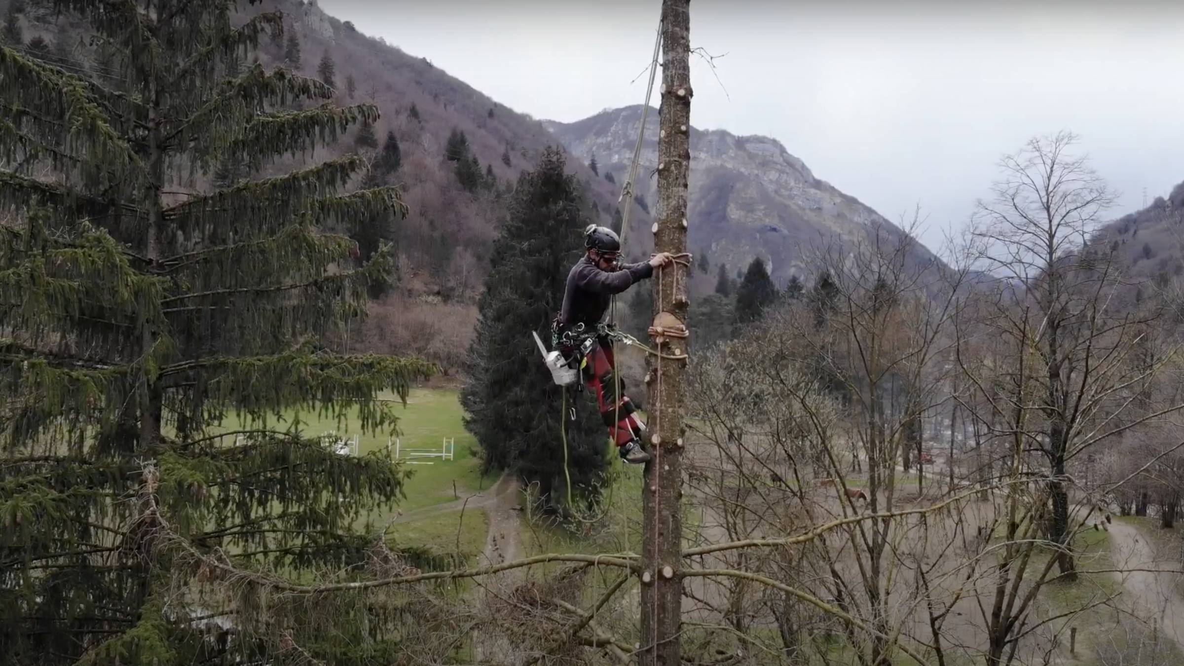 Tree climbing: il rispetto della natura