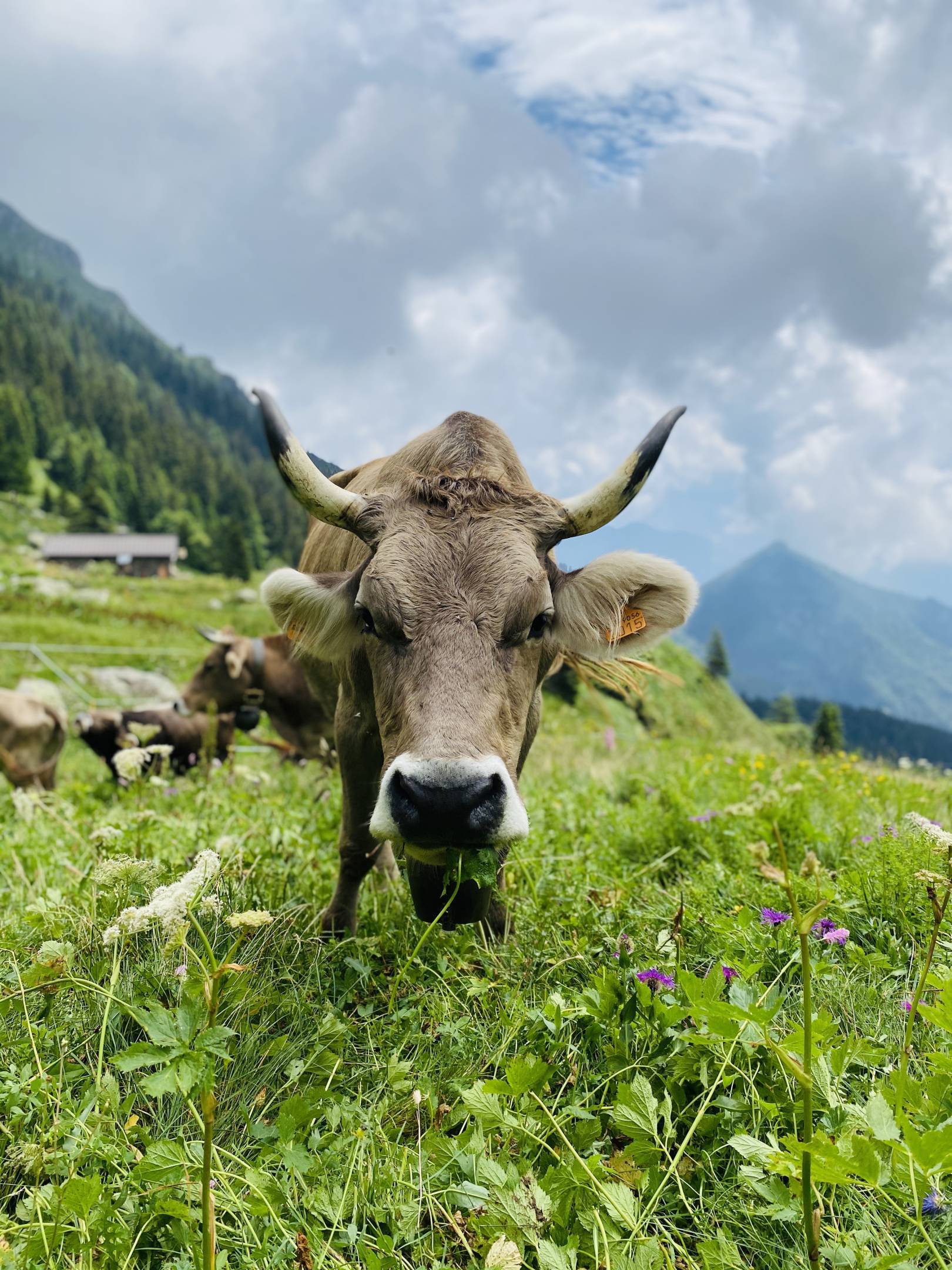 Sfatiamo qualche mito sulla carne