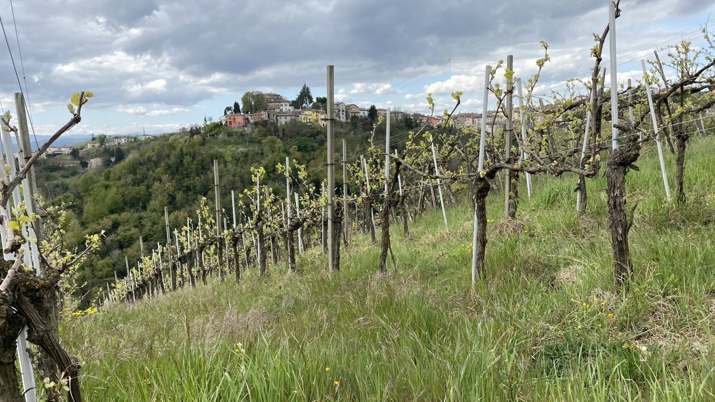 I vini fuori dal tempo di Fausto Andi