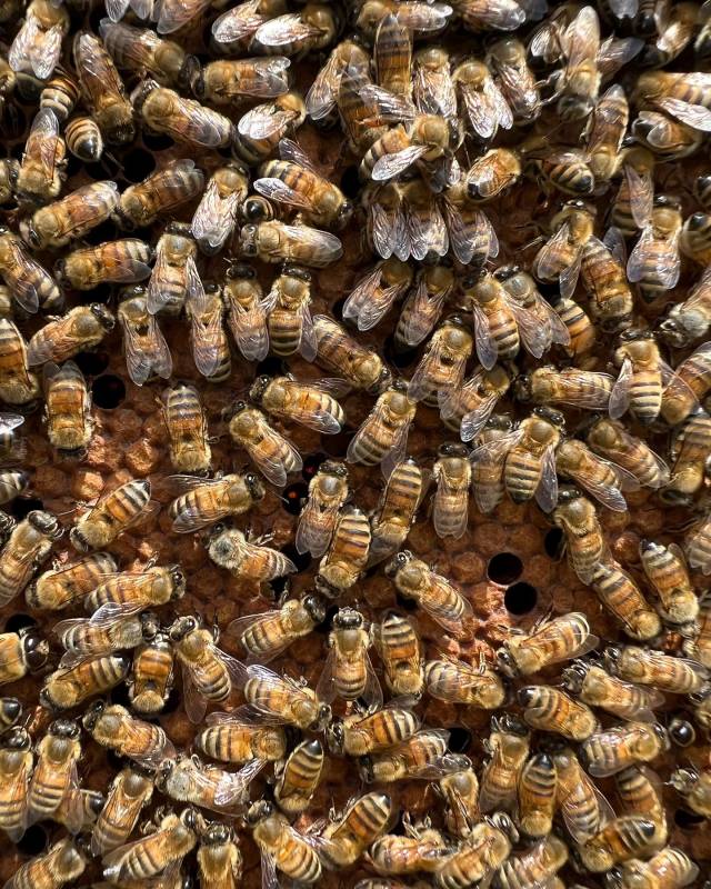 Sono più importanti le api per il pascolo o il pascolo per le api? Il nomadismo delle nostre api Wild