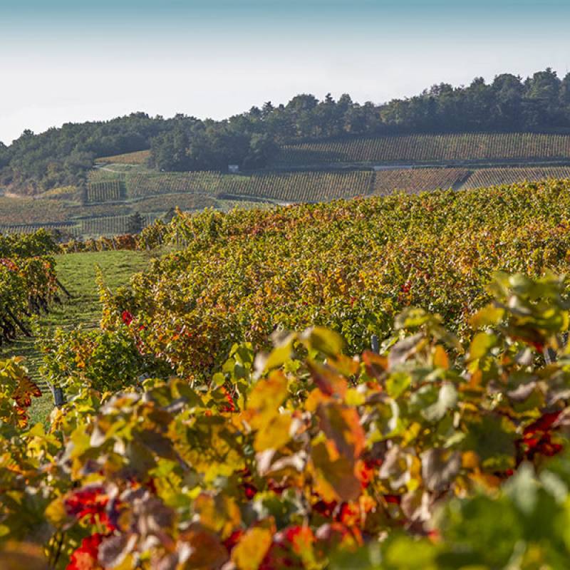 Meursault Blagny Cuvee du Myosotis