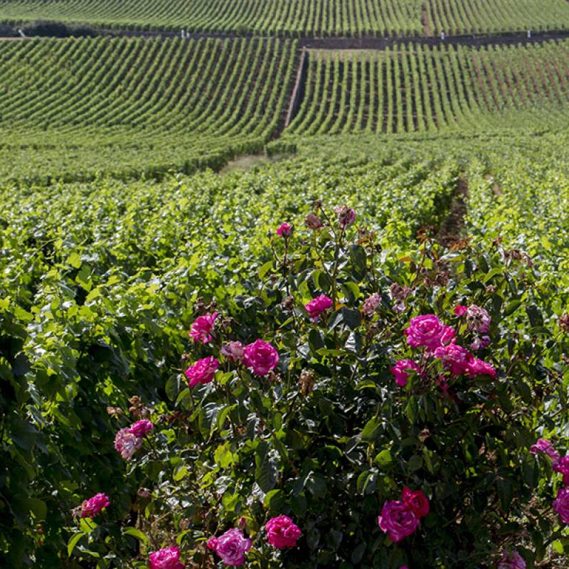 Meursault Blagny Cuvee du Myosotis