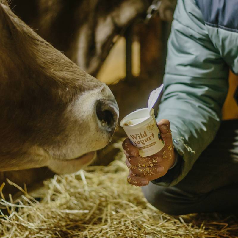 Yogurt Miele Millefiori di Montagna