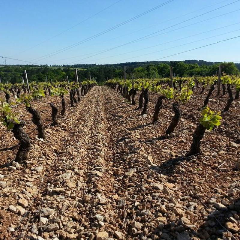 Bourgogne "Monopole Cras" blanc 2020