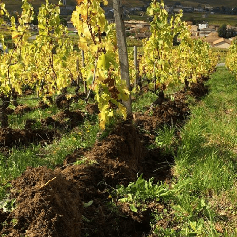 Macon Villages Les Sardines 2022